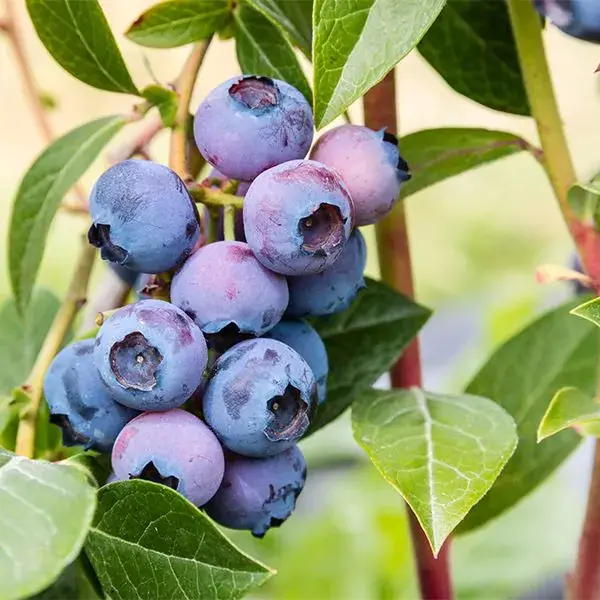 Duke Blueberry Bush – High-Yielding Early-Season Blueberry Ideal for Home Gardens 2