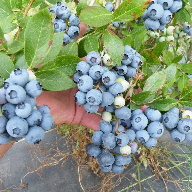 Duke Blueberry Bush – High-Yielding Early-Season Blueberry Ideal for Home Gardens