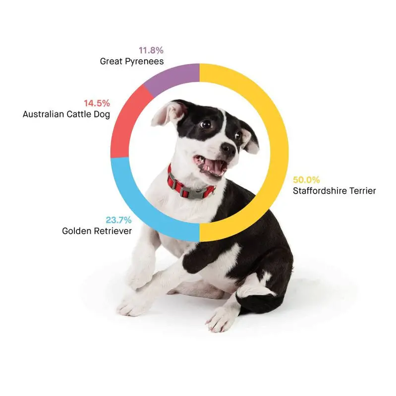 Embark Premium Dog DNA Test Kit – Accurate Breed Composition Analysis & Proactive Genetic Health Screening